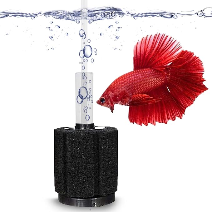 Betta fish