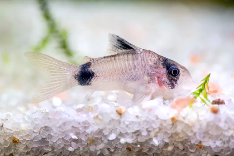 Corydoras Catfish
