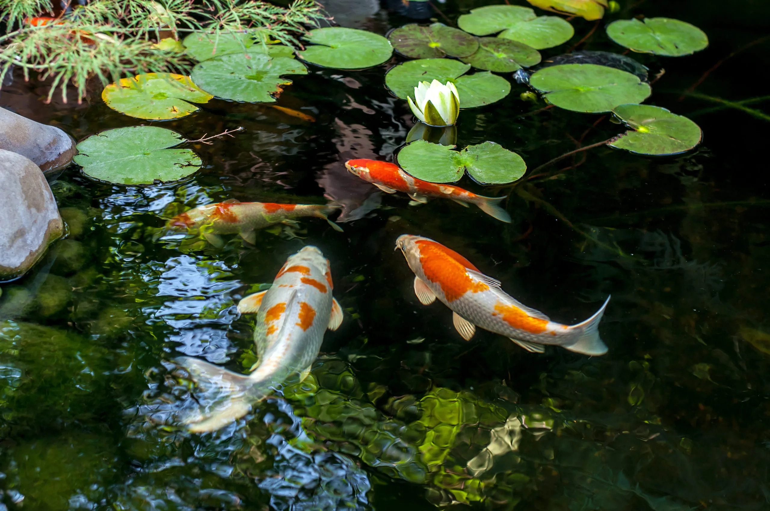 Fish pond