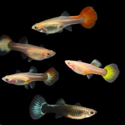 Guppies