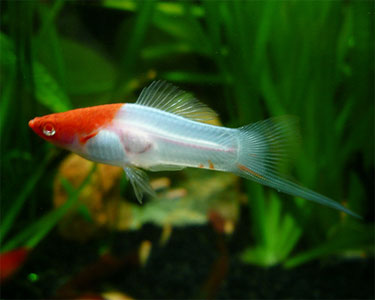 Red and White Swordtail