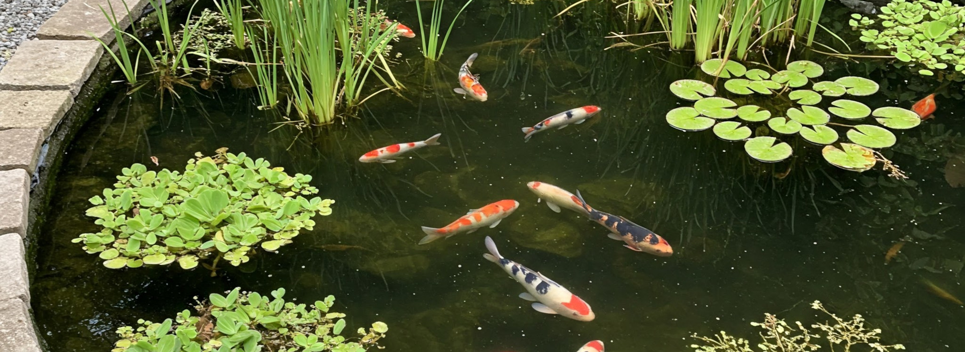 AQUARIUMS AND PONDS